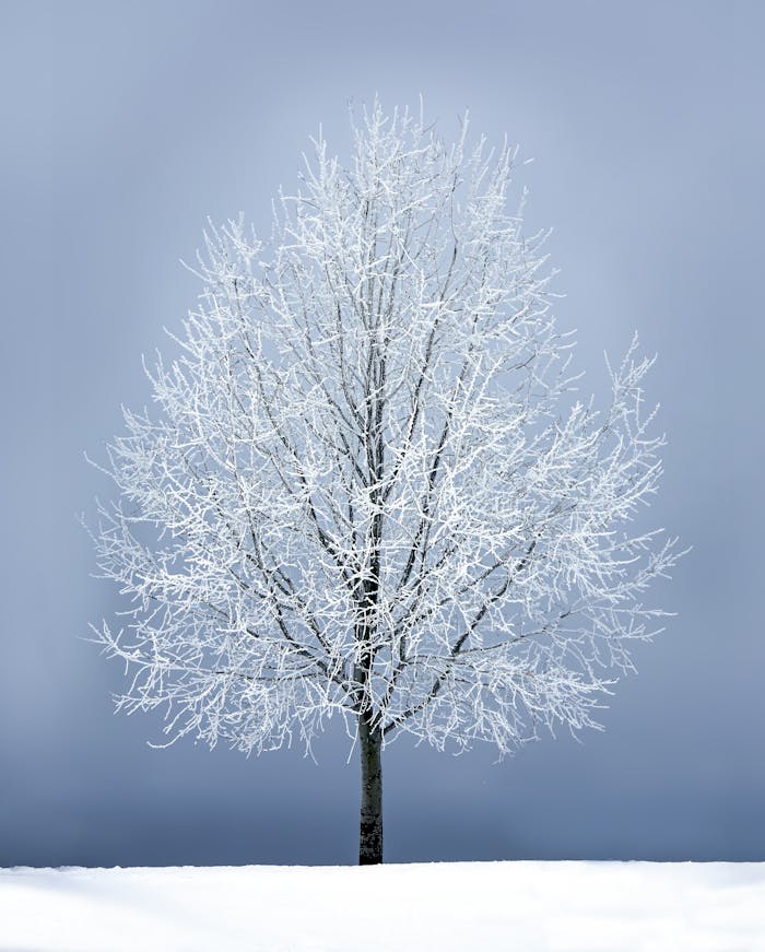 A solitary frosty tree covered in ice against a clear blue sky, symbolizing winter tranquility.
