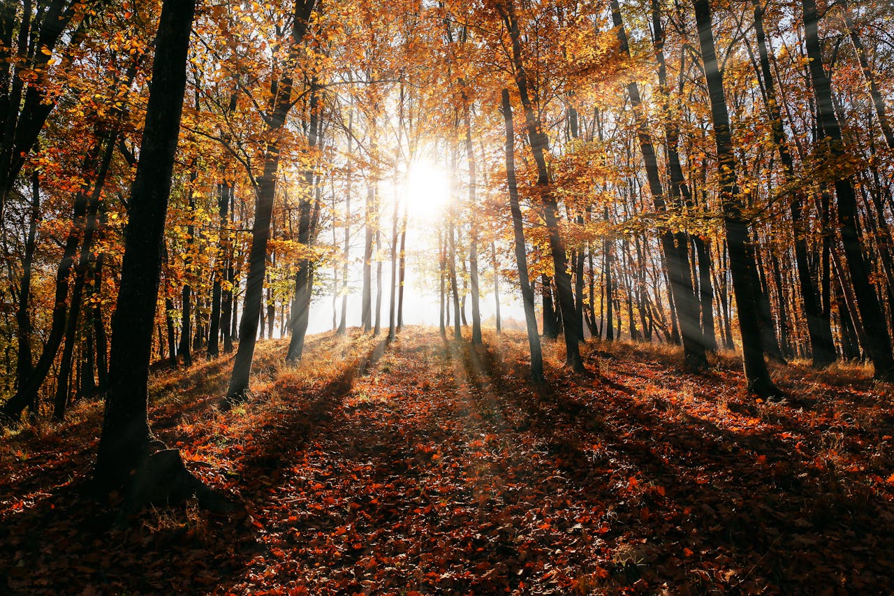 services-04 Sunlight streaming through autumn trees, casting shadows on fallen leaves in a peaceful forest.